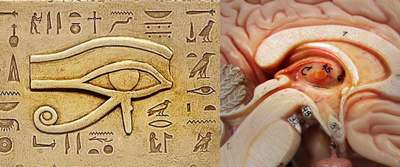 Pineal Glyph